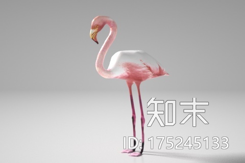 火烈鸟CG模型下载【ID:175245133】