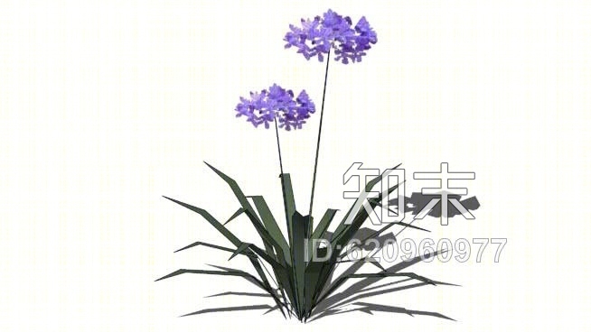 百子莲SU模型下载【ID:620960977】