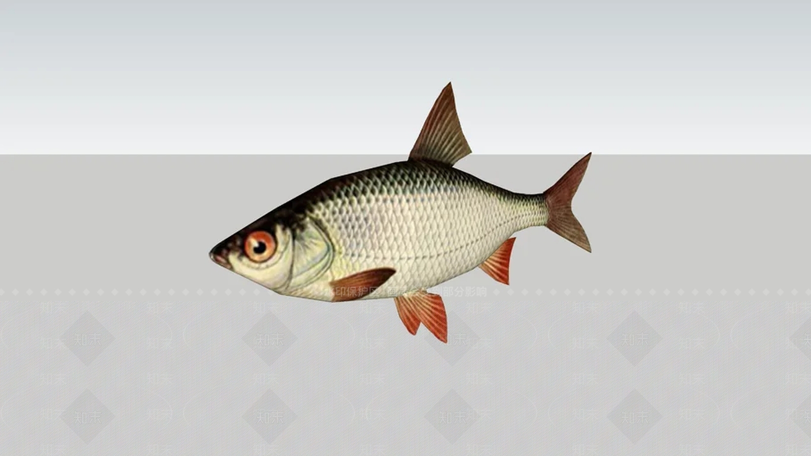 鱼SU模型下载【ID:1161998864】