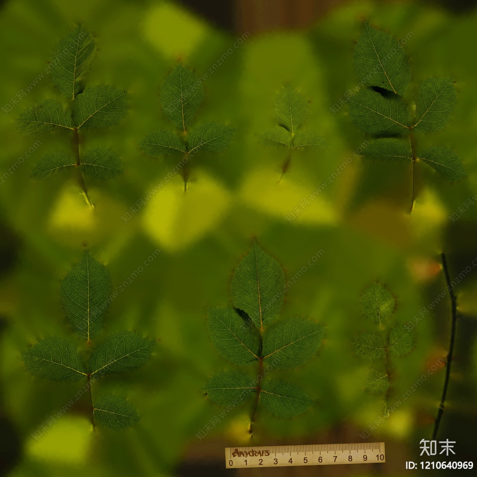 叶片纹理贴图下载【ID:1210640969】