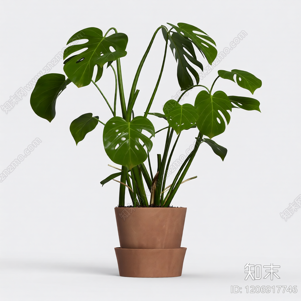 龟背竹盆栽3D模型下载【ID:1206917746】