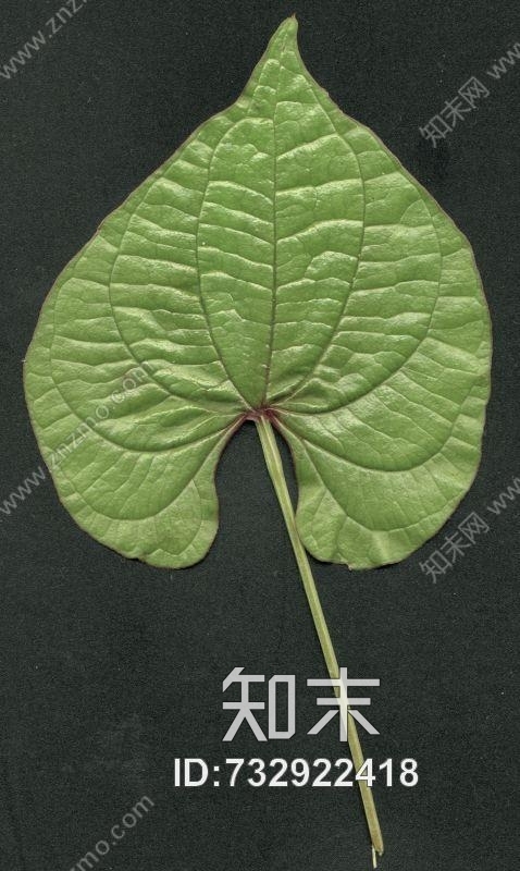 其他杂项-植物纹理贴图下载【ID:732922418】