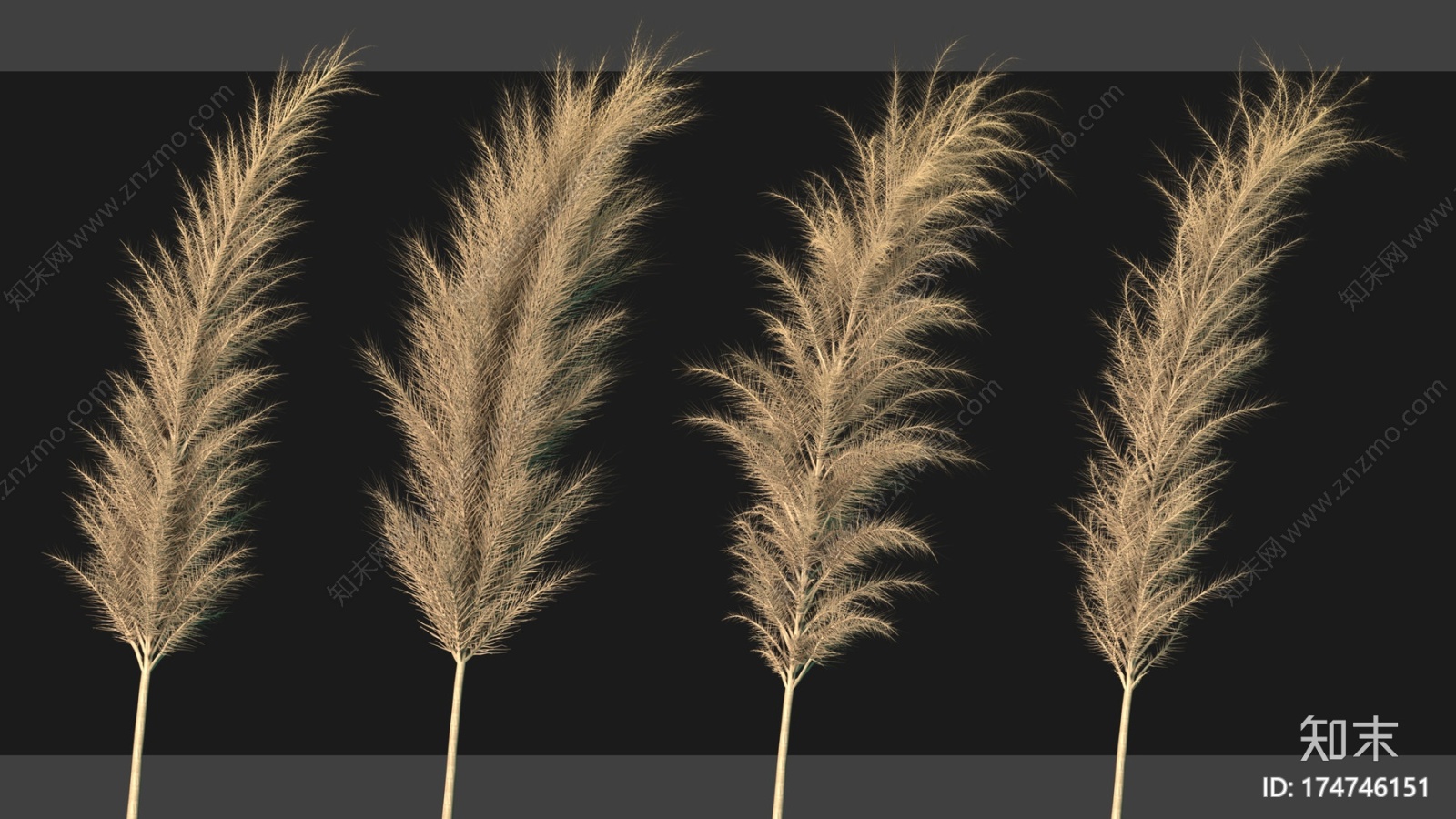 8种Pampass草+教程CG模型下载【ID:174746151】