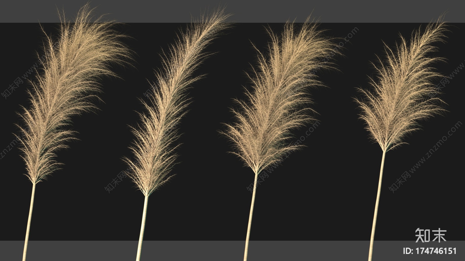 8种Pampass草+教程CG模型下载【ID:174746151】