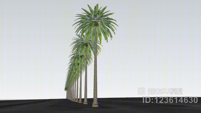 伊斯兰博物馆入口棕榈树SU模型下载【ID:123614630】