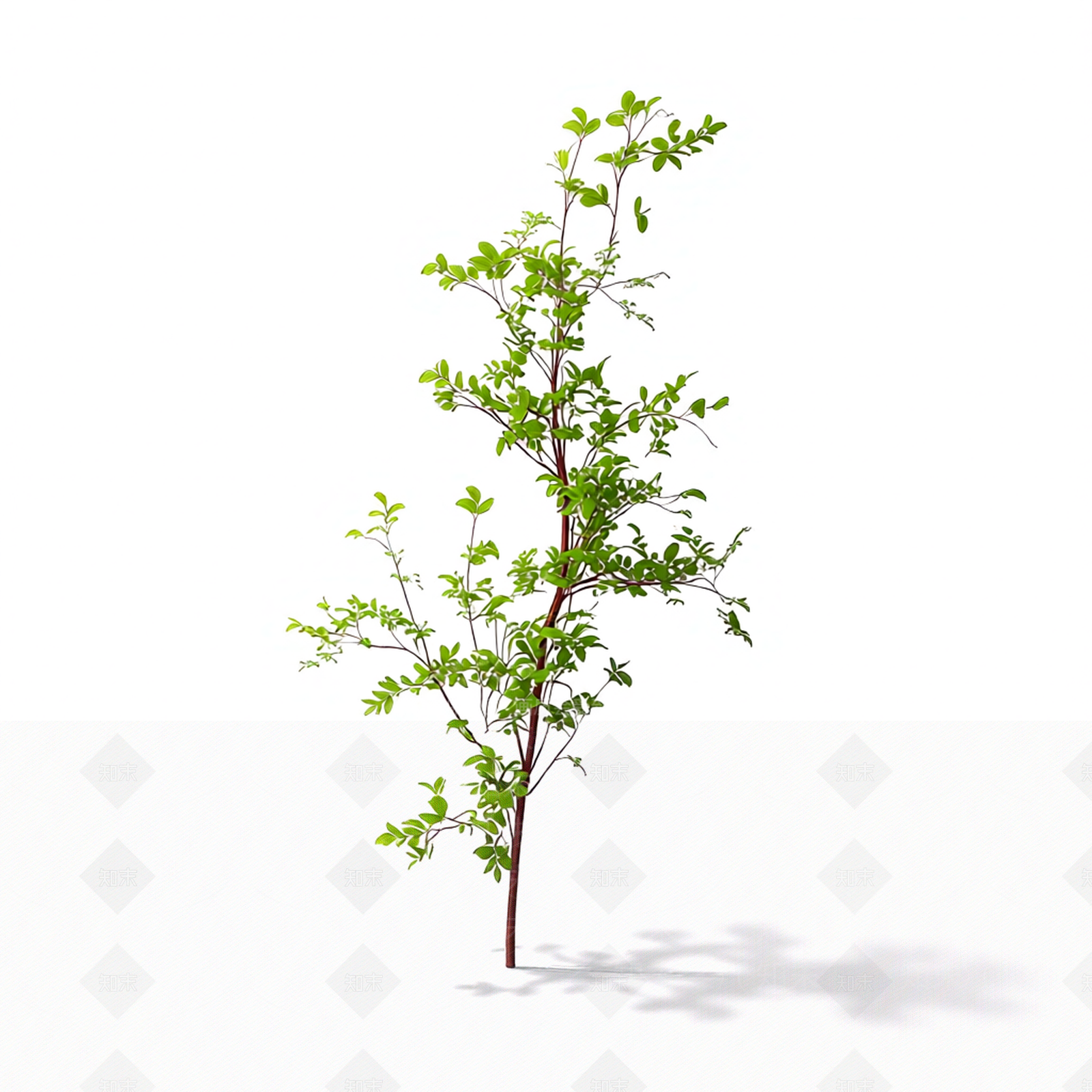 枝叶繁茂的植物模型3D模型下载【ID:1206186267】
