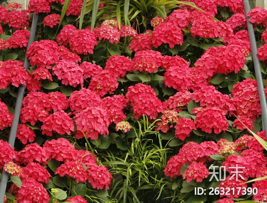 花床贴图下载【ID:263217390】