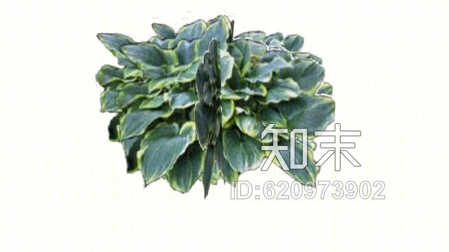 玉簪属植物SU模型下载【ID:620973902】