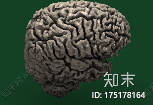 人脑模型3d打印模型下载【ID:175178164】