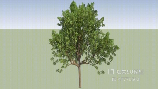 树SU模型下载【ID:47779503】