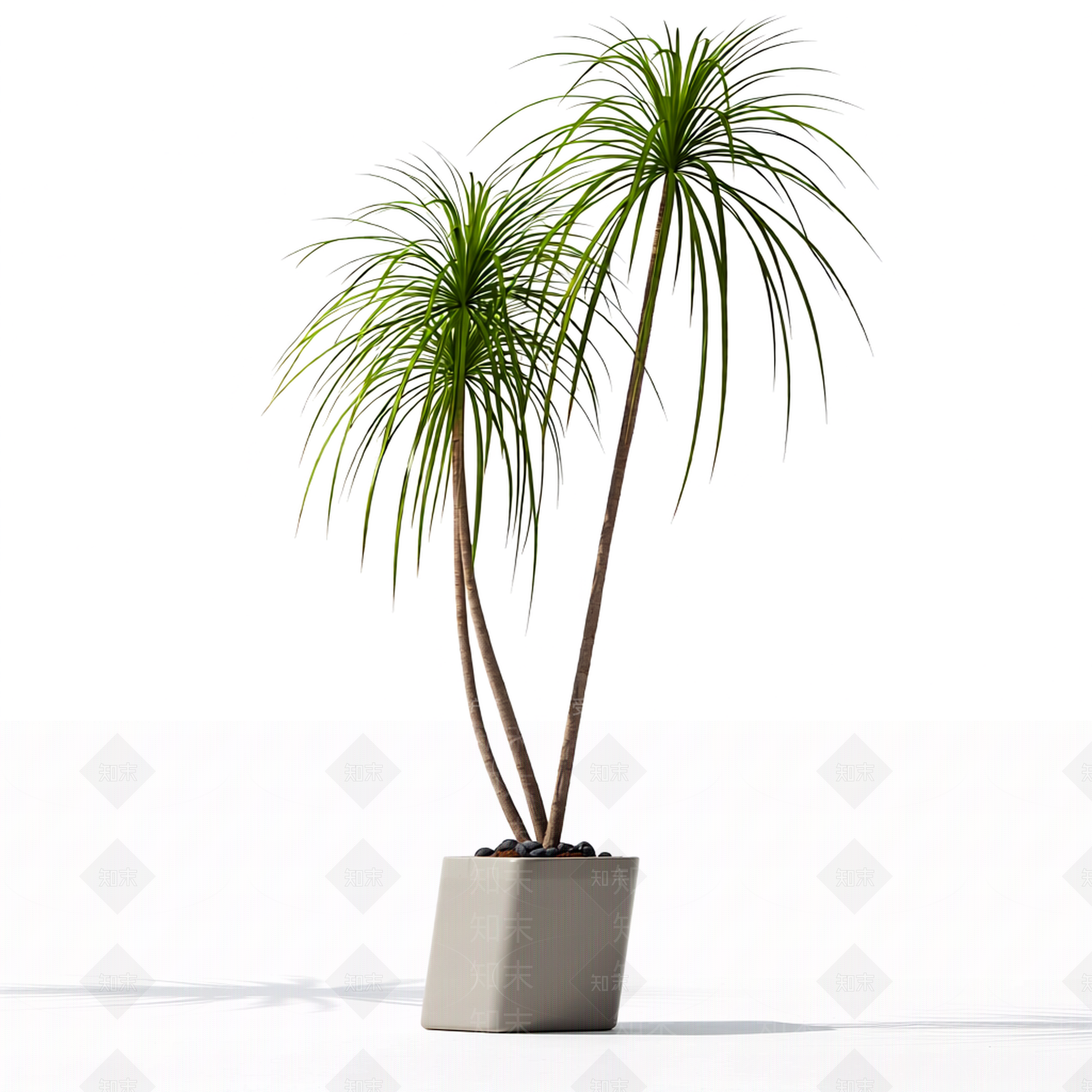 带盆双株植物模型3D模型下载【ID:1206184420】