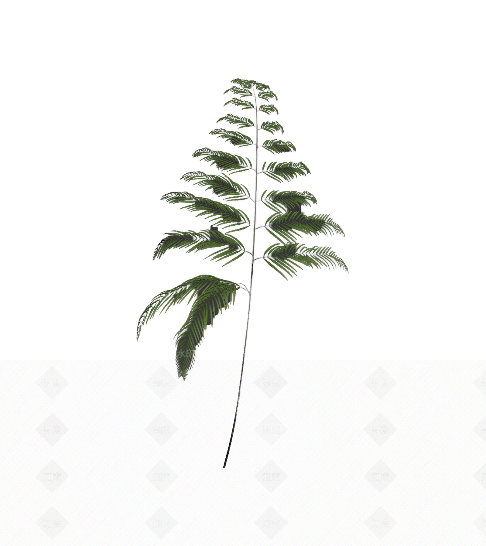 绿色蕨类植物模型3D模型下载【ID:1206181401】
