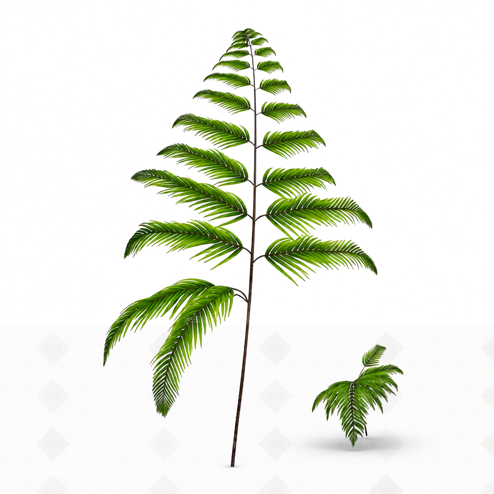 绿色蕨类植物模型3D模型下载【ID:1206189084】