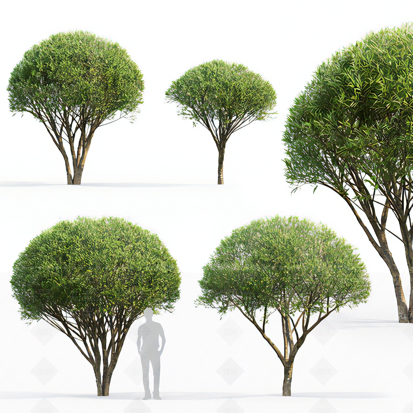 乔木3D模型下载【ID:1114067600】