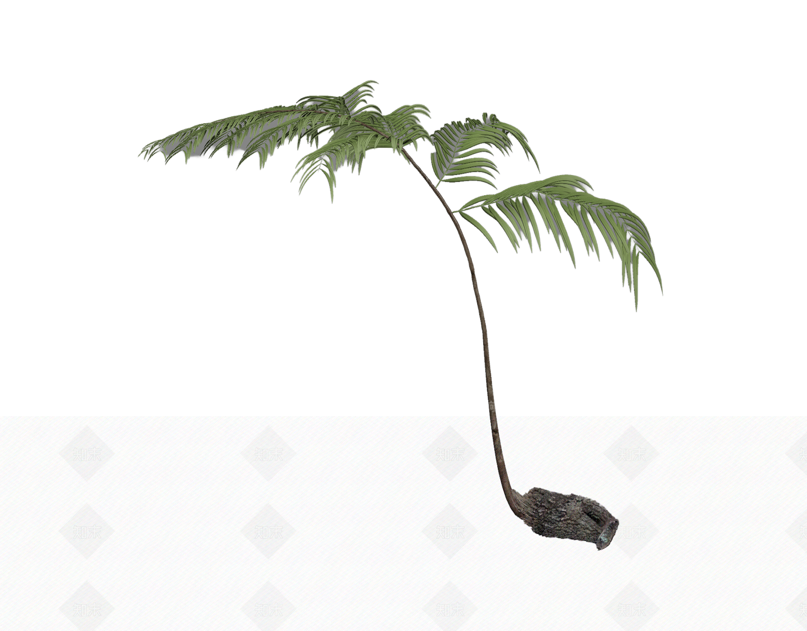 带根装饰蕨类植物3D模型下载【ID:1206202429】