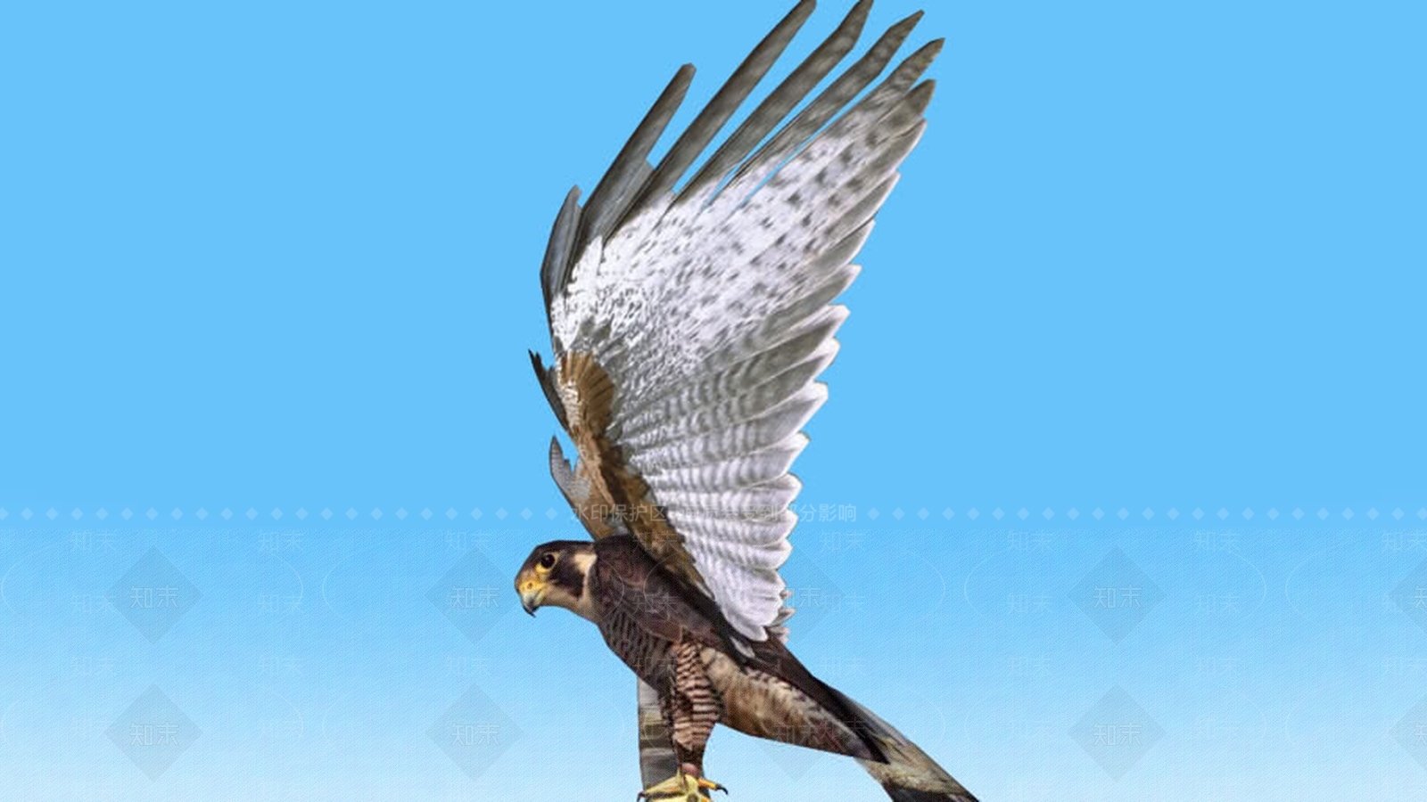 游隼SU模型下载【ID:1161708692】