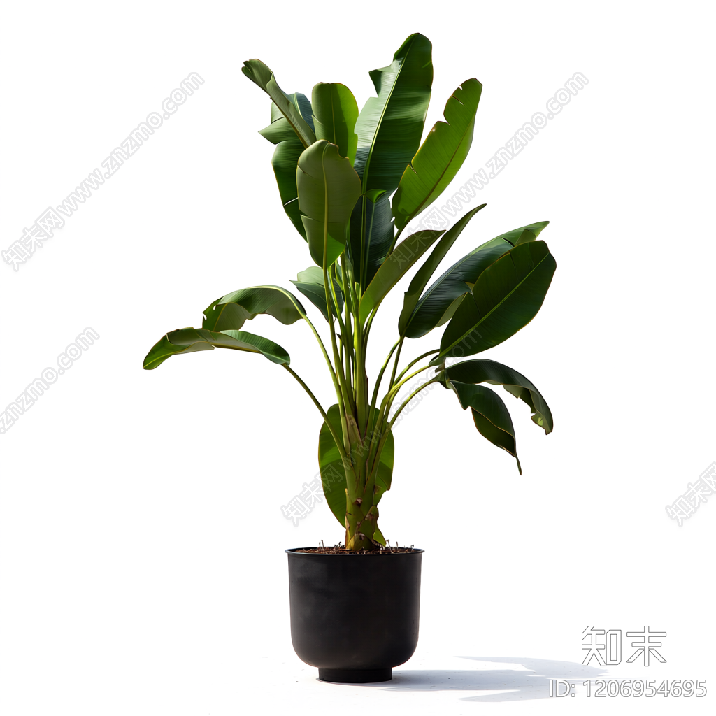 盆栽植物带花盆3D模型下载【ID:1206954695】