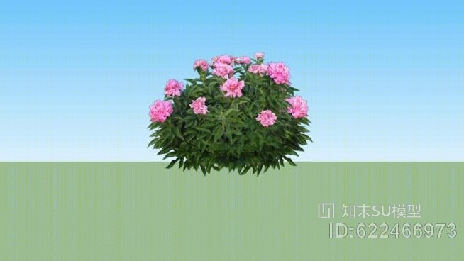 牡丹灌木SU模型下载【ID:622466973】