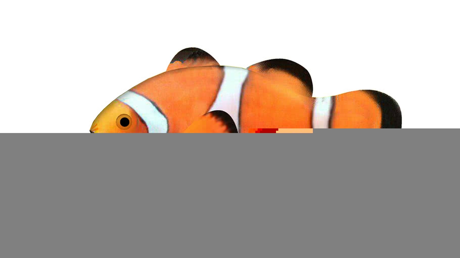 小丑鱼SU模型下载【ID:1162057412】