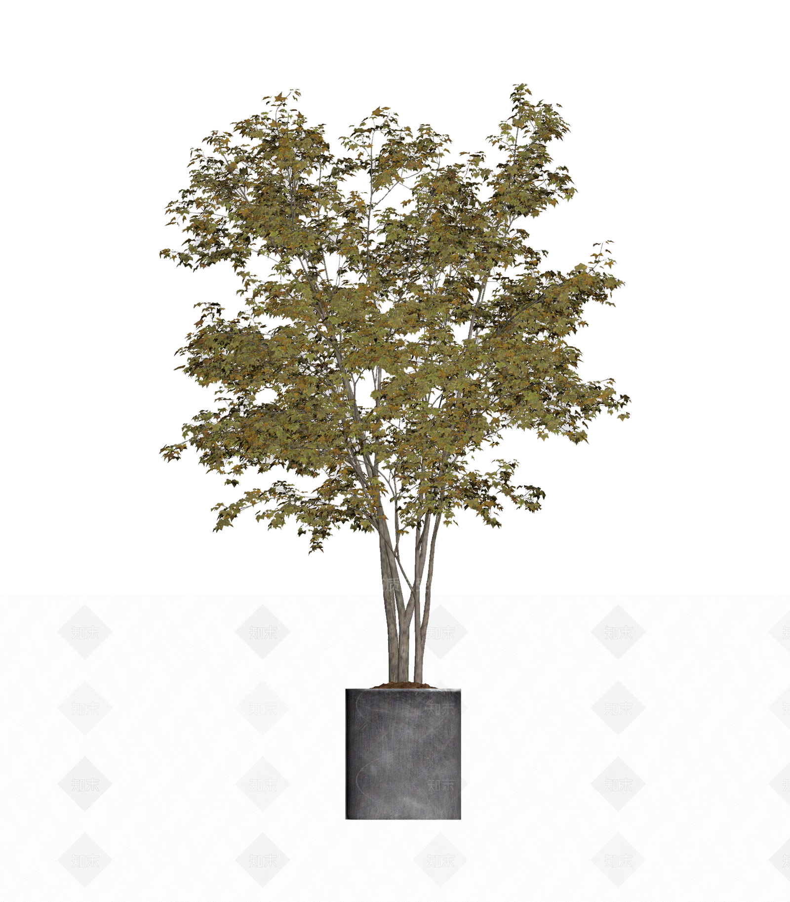 带盆完整盆栽3D模型下载【ID:1206197548】