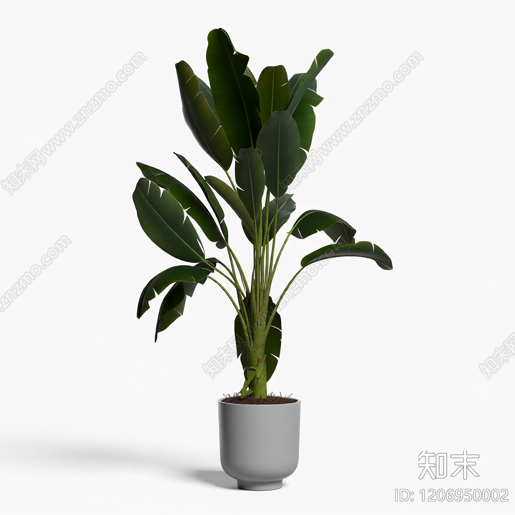 盆栽植物带花盆3D模型下载【ID:1206950002】