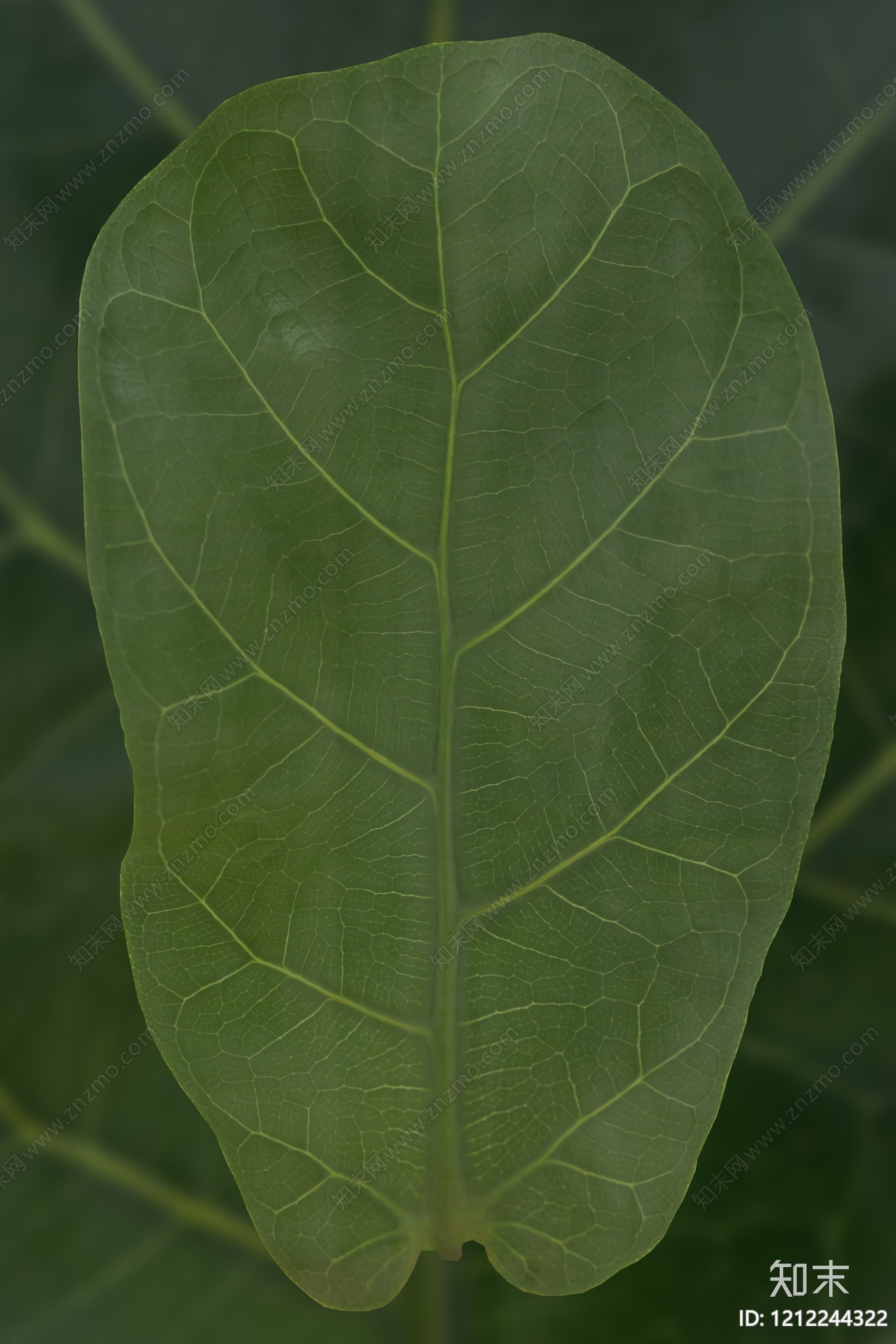 叶片纹理贴图下载【ID:1212244322】