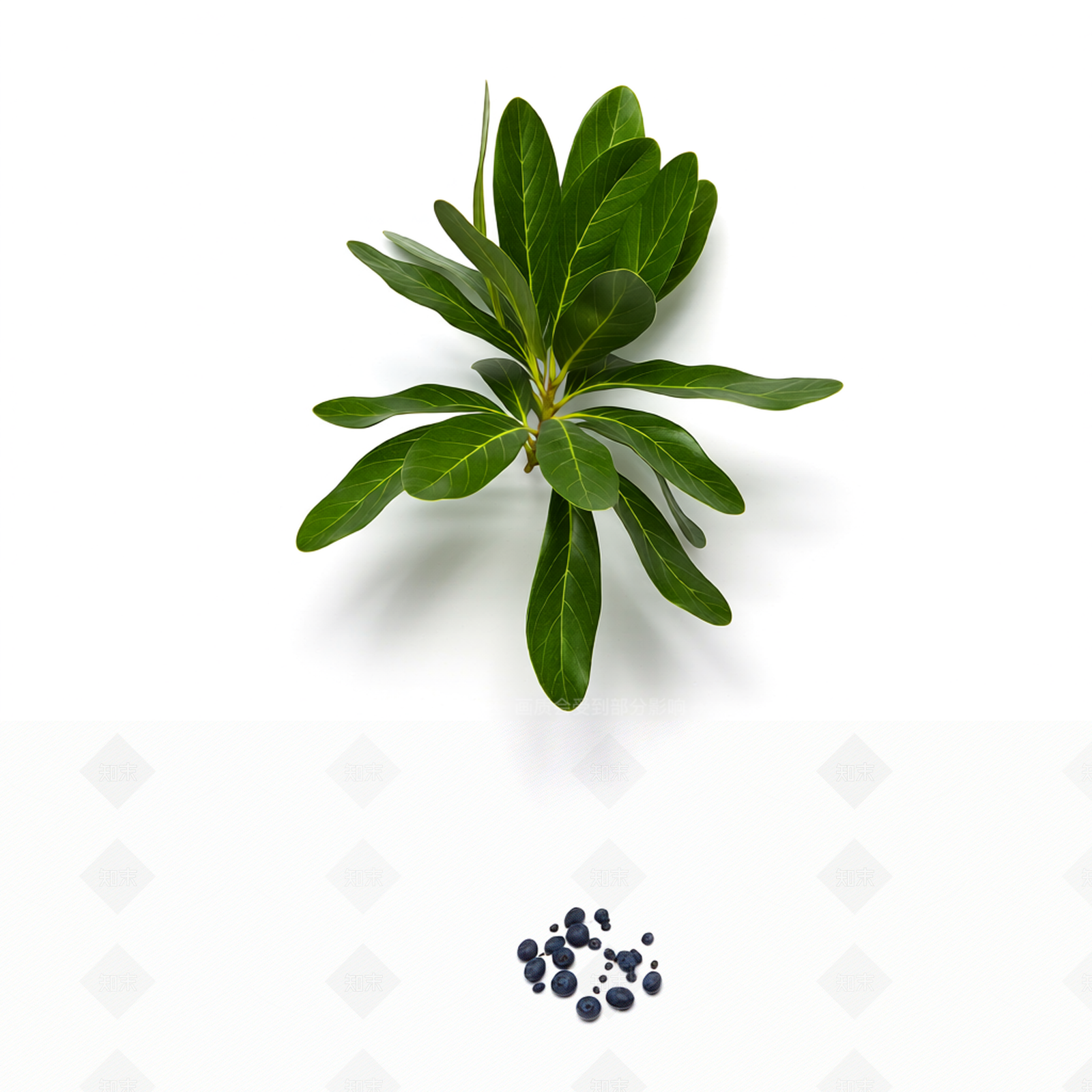 带果植物模型3D模型下载【ID:1206190200】