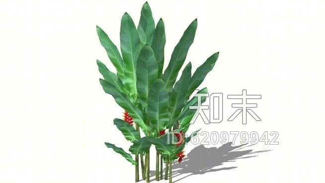 海芋属（皮桑2安）SU模型下载【ID:620979942】