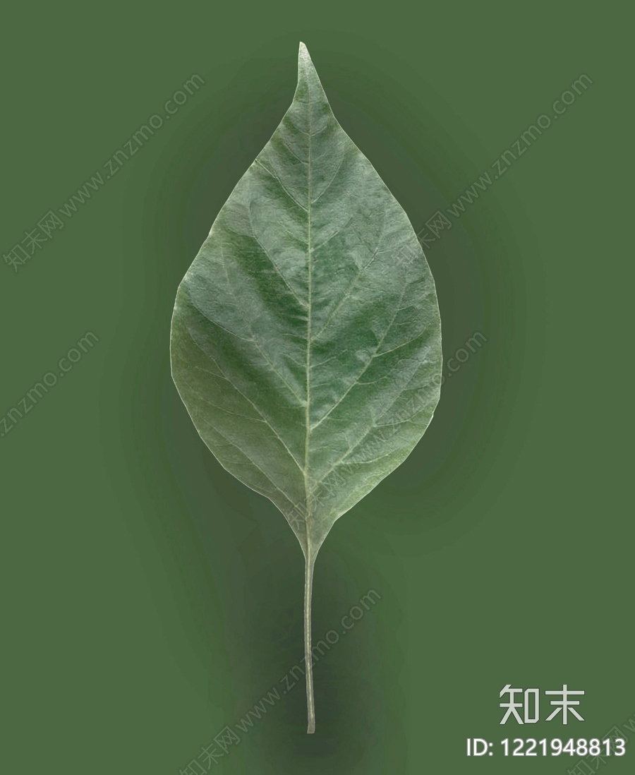 植物壁纸高清贴图材质