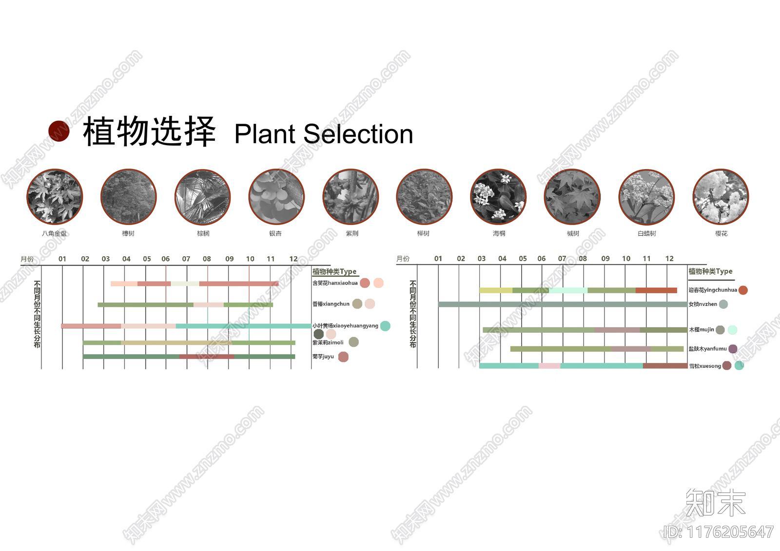 景观植物分析下载【ID:1176205647】