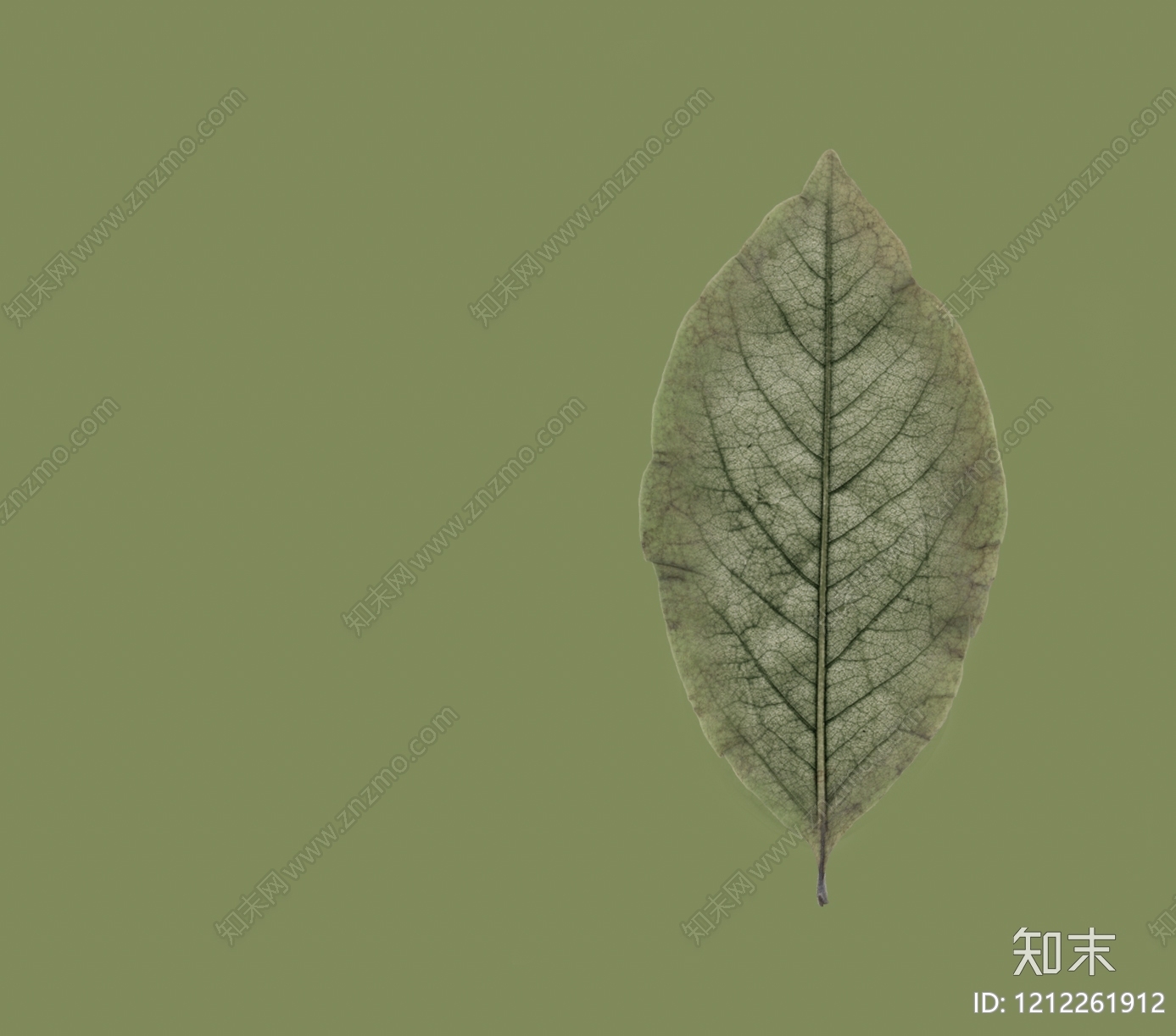 叶片纹理贴图下载【ID:1212261912】