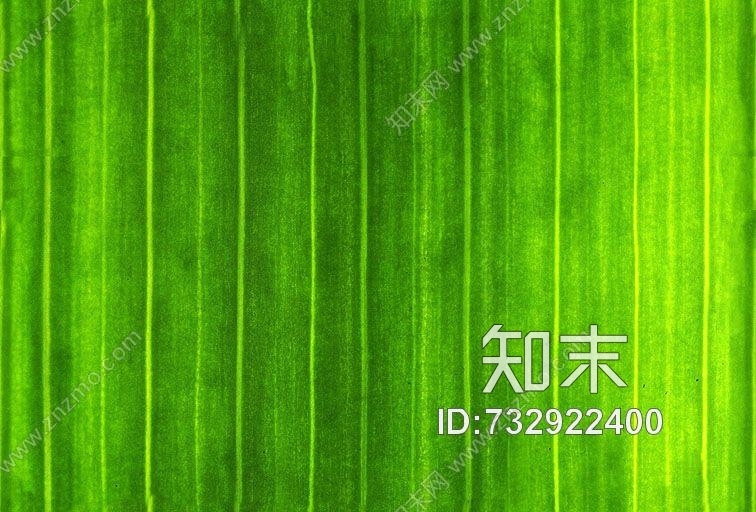 其他杂项-植物纹理贴图下载【ID:732922400】