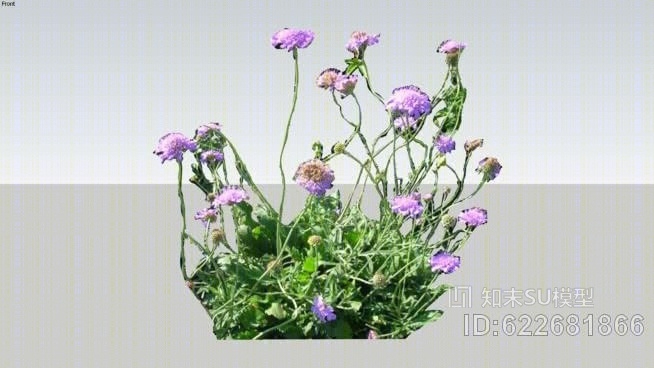 蓝蝴蝶蓝盆花SU模型下载【ID:622681866】