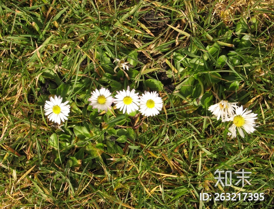 花床贴图下载【ID:263217395】