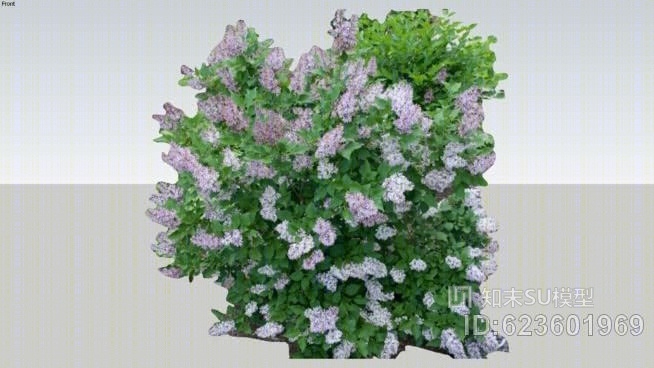 丁香花“基姆小姐”SU模型下载【ID:623601969】