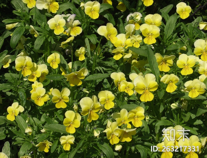 花床贴图下载【ID:263217331】