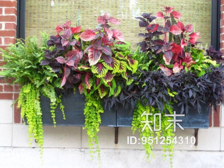 植物墙贴图下载【ID:951254310】