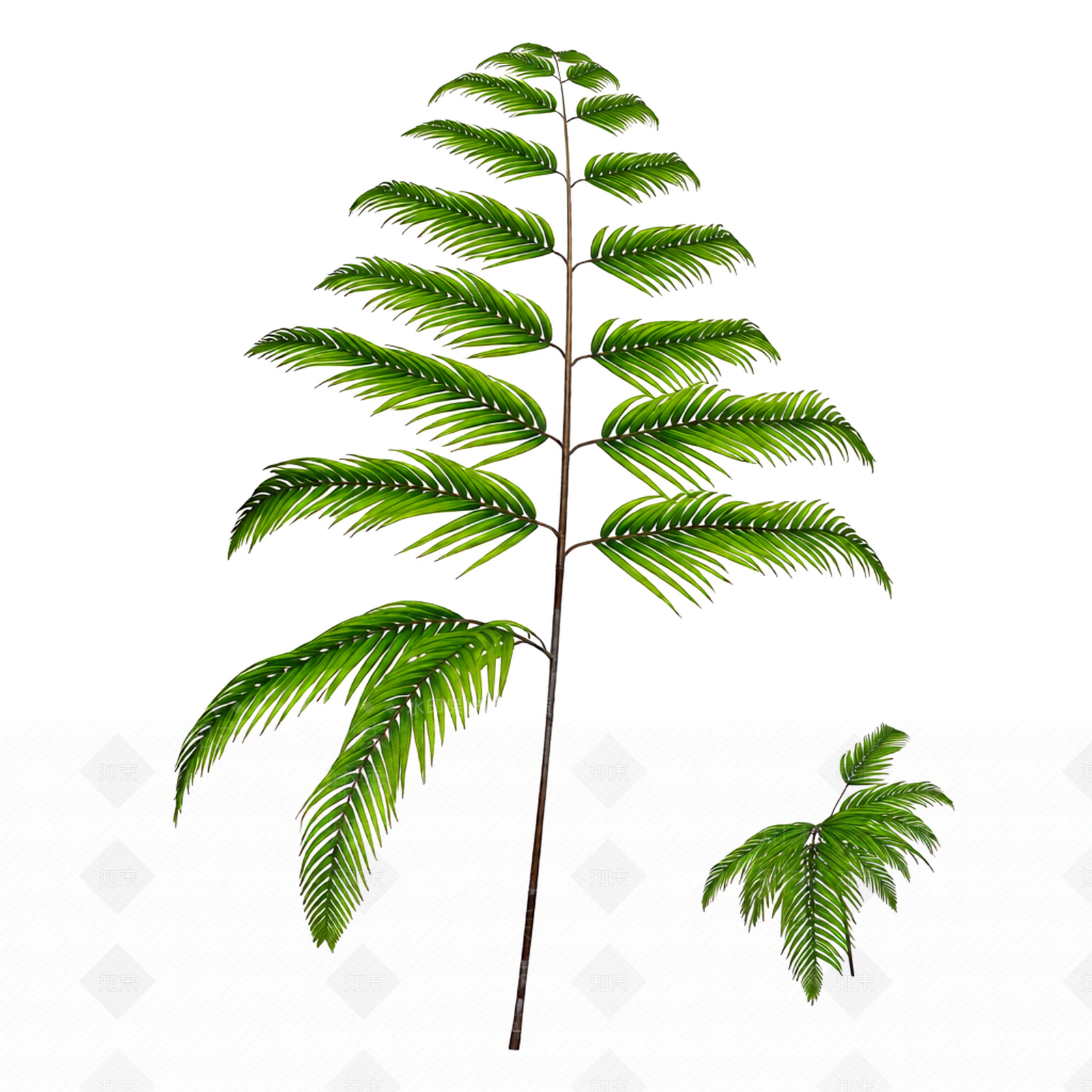 绿色蕨类植物模型3D模型下载【ID:1206188761】