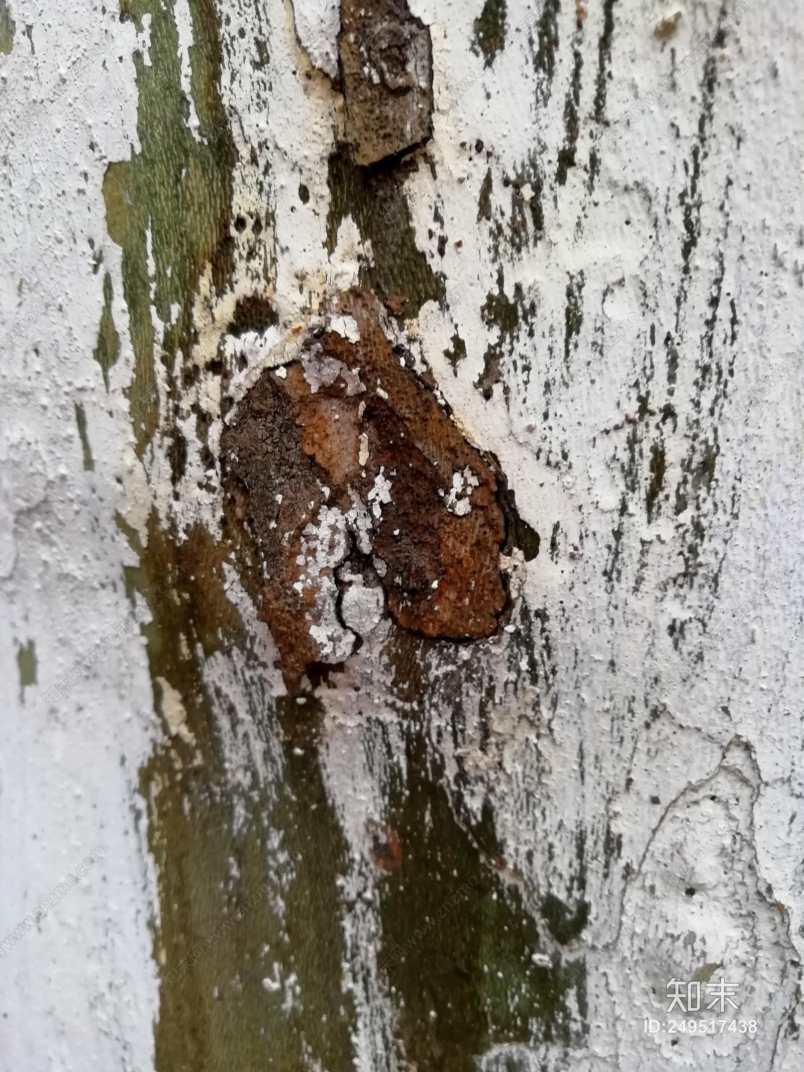 木材贴图下载【ID:249517438】