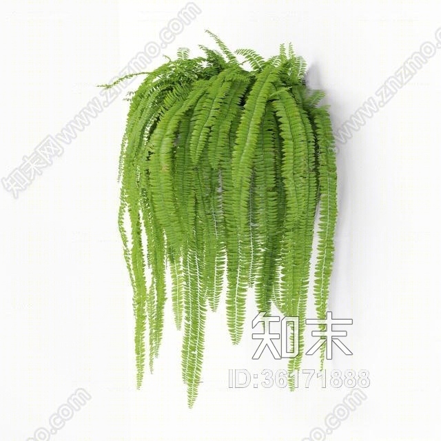 现代铁线蕨盆栽3D模型下载【ID:36171888】