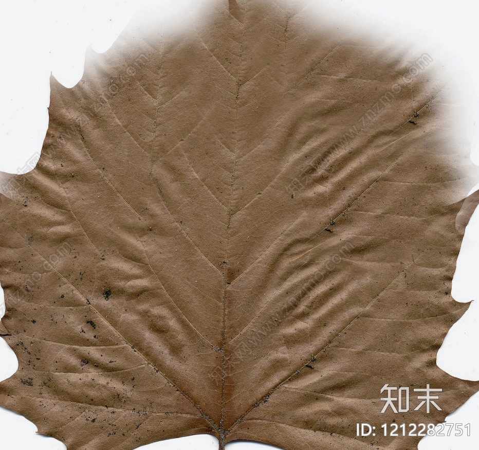 干枯植物纹理贴图下载【ID:1212282751】