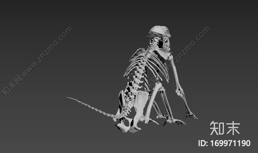 狒狒CG模型下载【ID:169971190】