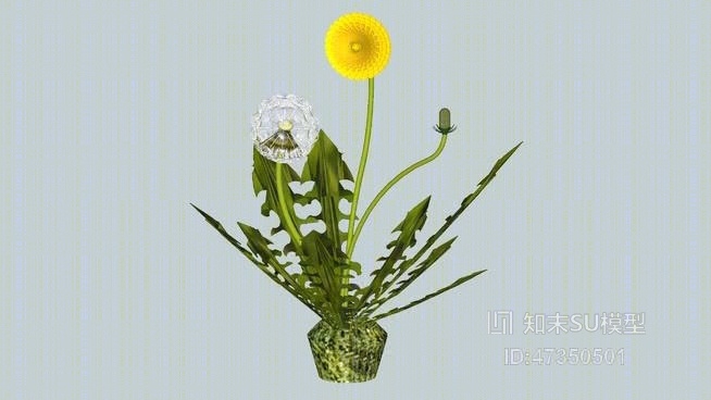 蒲公英SU模型下载【ID:917818934】