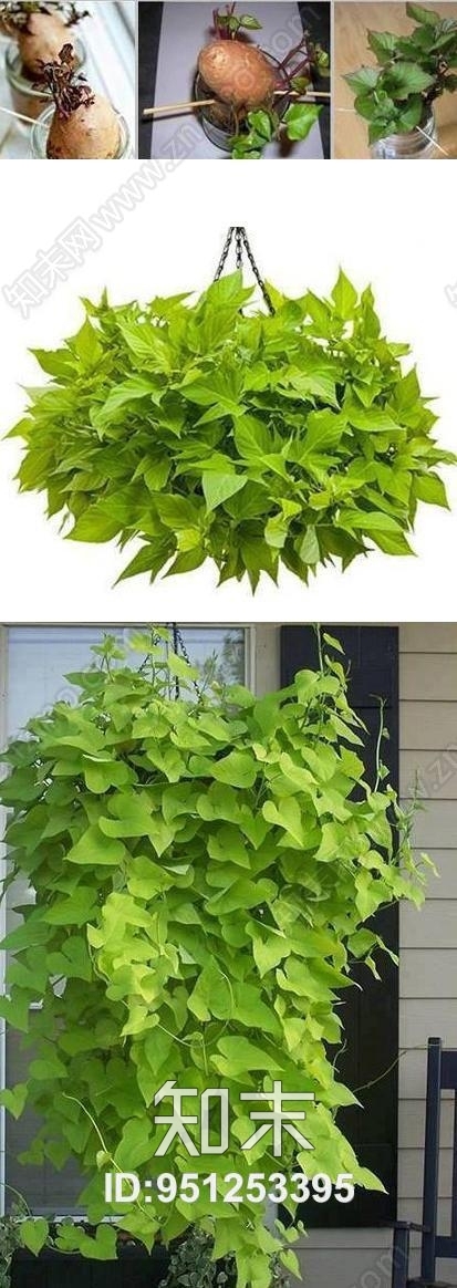 植物墙贴图下载【ID:951253395】