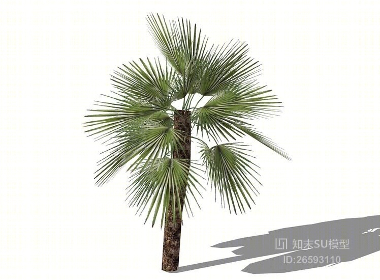 3D棕榈科植物SU模型下载【ID:26593110】