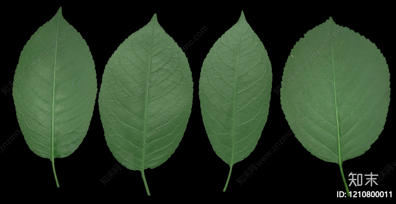 叶片纹理贴图下载【ID:1210800011】