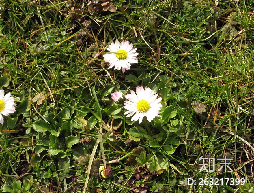 花床贴图下载【ID:263217399】