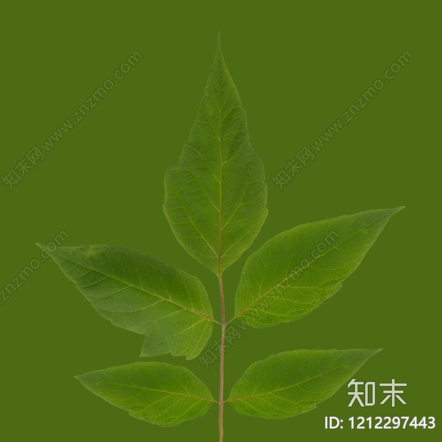 叶片纹理贴图下载【ID:1212297443】