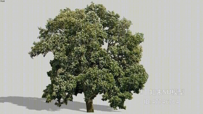 树SU模型下载【ID:47746704】