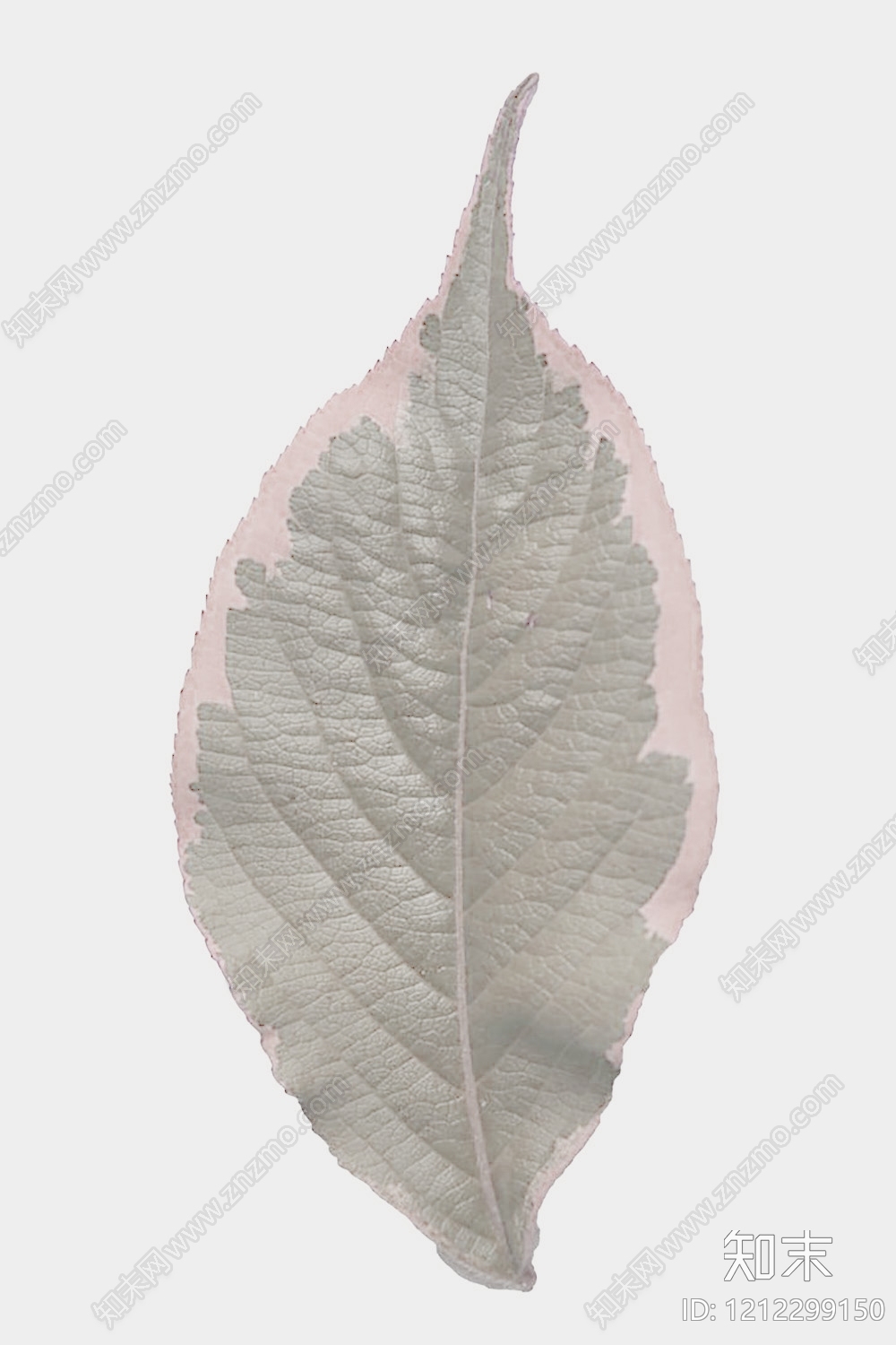 叶片纹理贴图下载【ID:1212299150】